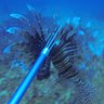 HuntingLionfish's profile picture. PADI MSDT, PILOT Adventurer Traveler @PADI @GulfstreanAero @cessna @dji @gopro #scuba #lionfish