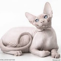 sphynx2016 Profile Picture