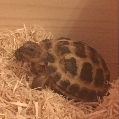 Love hiding in plant pots, love ska music, love east London. Hull City fan #leftwingtortoise