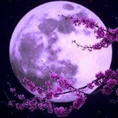 🔯紫月煌魔夜🔯シヅキマヤ🔯