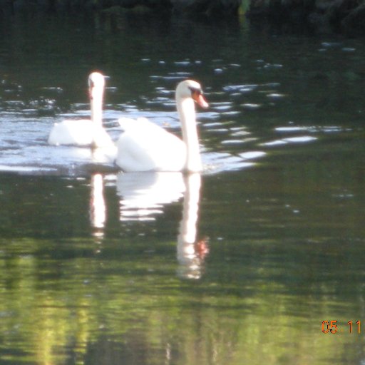 Wildlife Explorers is the junior section of the RSPB The clubs activities are aimed at children aged 8-12 years, under 8 years are welcome when with an adult