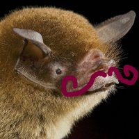 UCD BatLab(@BatLabUCD) 's Twitter Profile Photo