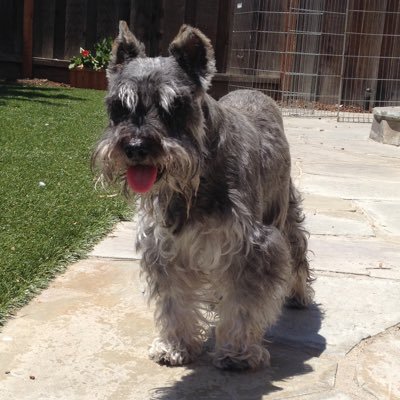 California Miniature Schnauzer Rescue - we are a non-profit organization focused on rescuing, providing medical care for, and re-homing miniature schnauzers.