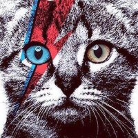 Clay the M'eek (@geekingonmusic) 's Twitter Profile Photo Clay the M'eek (@geekingonmusic) 's Twitter Profile Photo