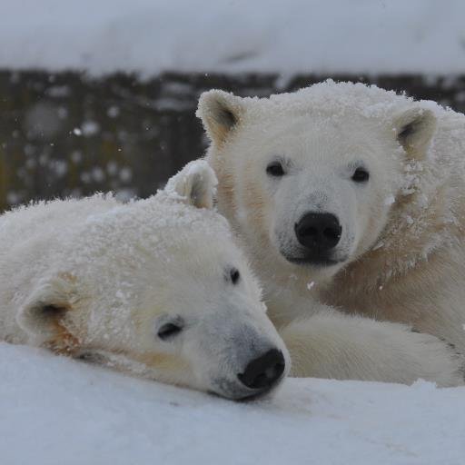 ホッキョクグマ大好き🤍(特にイコロとキロルの双子) 主な活動→たまにブログup 遠征時＆気が向いた時につぶやきます♪