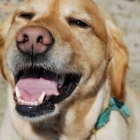 Logan Ebbets (@loloebb) 's Twitter Profile