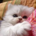 小笠原 (@010fav) Twitter