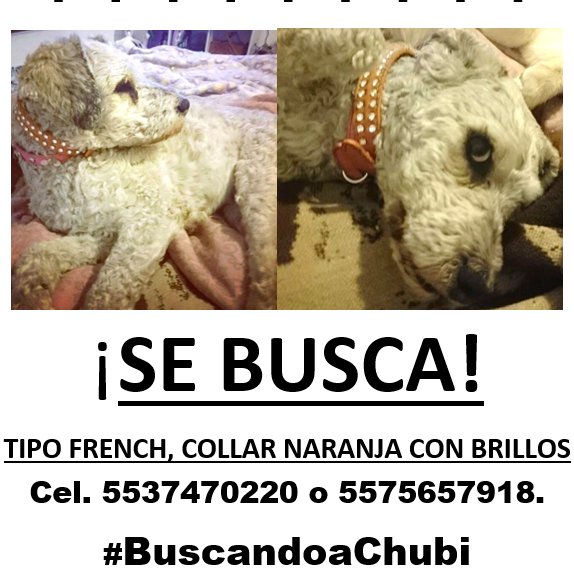 Buscamos a Chubi, perrita de 2 años, tipo french, color beige combinado con negro, parece que fuera blanco sucio. Tiene collar naranja con brillos.