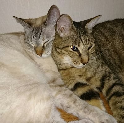 猫大好き!
8匹の猫と暮らしています。
21年12月8日グレ22年10月15日こちょ23年6月21日キュウ6月25日くぅ24年7月24日コッペ7月28日クネッキー11月17日にゃんころがお空へ…