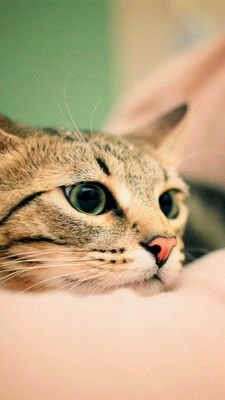 No Music No Cats No Life😸🎵
/へっぽこエンジニア
/道端で猫を見つけると追い掛けたくなるそんな猫好き。
/左利き🤘
/Spotifyで曲をdigする毎日。
/最近はインストにハマってます🎸🎷🥁🎹