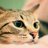 yai_1105's profile image