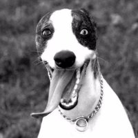 Homer (@homer_ts) 's Twitter Profile