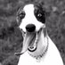 Homer (@homer_ts) Twitter profile photo