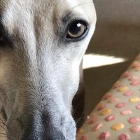 Sebastian Whippet (@seb_whippet) 's Twitter Profile