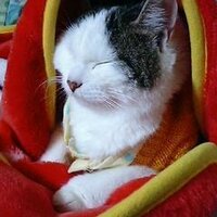 AKIRA RYUJI (@akiraryuji) 's Twitter Profile Photo