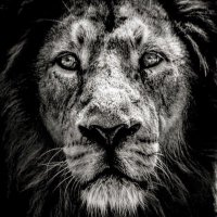 Alejandro Vigil (@alevigilmalbec) 's Twitter Profile