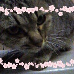.こなこ🍭🍭さんのプロフィール画像