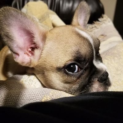 My name is Coraline, Coral for short.
I am a fawn Irish pied French bulldog. 
I was born September 7, 2016.
My Mom uses my Twitter account too ☺