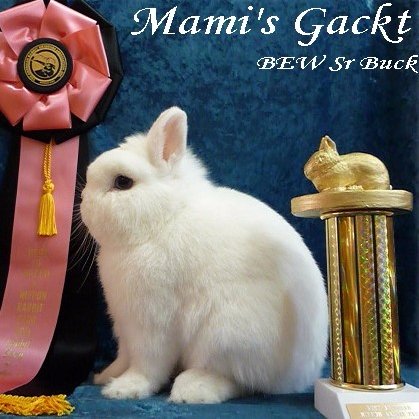 純血種ネザーランドドワーフ専門ブリーダー🐰 愛知県豊川市、東三河唯一のブリーダー🇺🇸ARBA&ANDRC会員(看護師/愛玩動物飼養管理士)🏆ネザーランドドワーフ(BEW)受賞歴日本最多ラビトリー🏆since2010 #ネザーランドドワーフ #ブリーダー