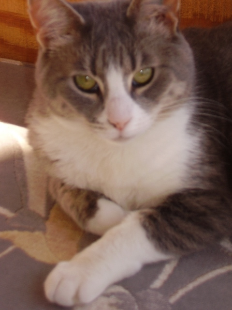 EilishCat's profile picture. Devotee of the Unconscious asks, Have you honored your Animal Spirit today?