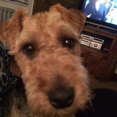 I’m a rescued Parson Russell & Lakeland mix Terrier who loves tennis balls, squeaky toys & my new life! Official mascot & well being dog at HD9_Community_Music