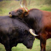 Silvy Antitaurina (@pazanimal2015) 's Twitter Profile