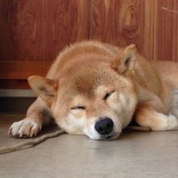 ま🐶ポケモンGO (@pm2face) 's Twitter Profile