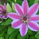 Tracey Gates - @TayGates - Twitter