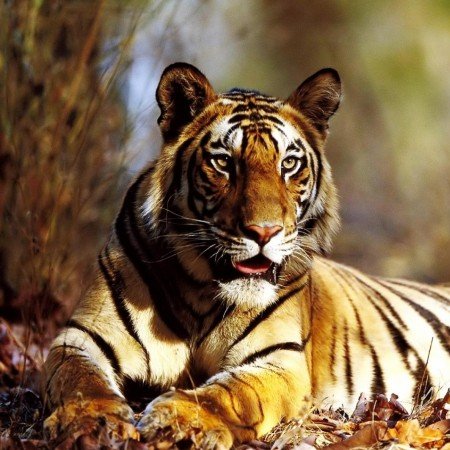 Ride_my_'s profile picture. 겨울잠 자러 들어갔습니다