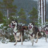 Snowdonia Sled Dogs(@Dogeatenshorts) 's Twitter Profile Photo