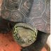 よっしー🐢0928ふじるー後援会長 (@yosshiykame0928) Twitter profile photo よっしー🐢0928ふじるー後援会長 (@yosshiykame0928) Twitter profile photo