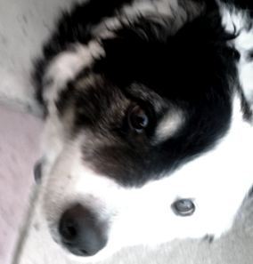 hello my names Blue, i love playing, eating, and going for long walks.