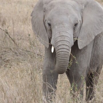 simplelephant Profile Picture