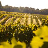 DOMAINE DE BILE (@domainedebile) 's Twitter Profile