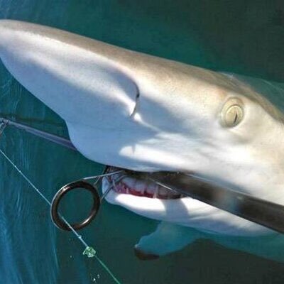 sharkbitetony Profile Picture