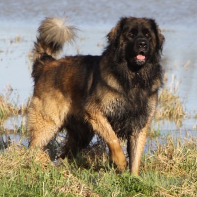 HagridLeonberg's profile picture. Hagrid - 4 time Guinness World Records holder. 12 stone (77kg) 6 year old Leonberger dog  Instagram #hagridleonberger. BGT & BGMT + Blue Peter