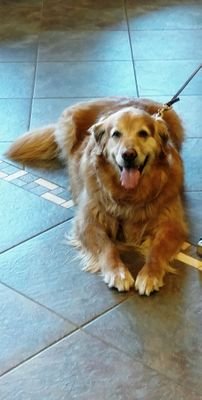 RIP Cassidy - 2-3-2019 🌈
I'm a dog, but I have opinions too! Woof, woof, woof! #goldenretriever #Ilovemygolden