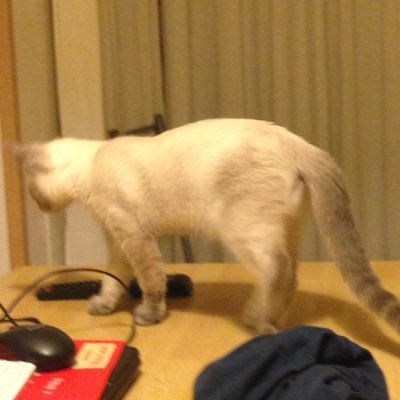 baltus's profile picture. Let's the variance be with you