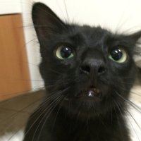 Sérgio Trigo (@srtrigo) 's Twitter Profile