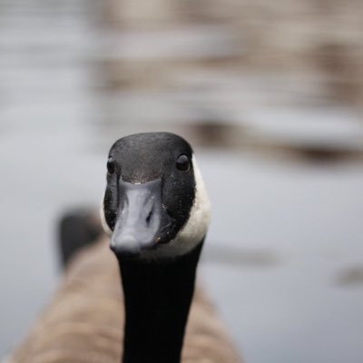 UCO Geese