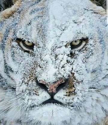 Shephard Jackson Profile