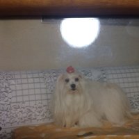 次郎 (@fullthrottlg) 's Twitter Profile