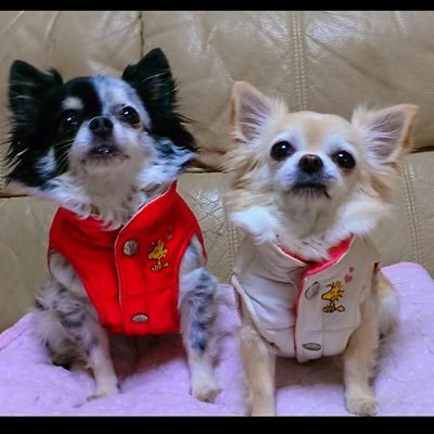 taishou_190's profile picture. 理科大MS   /backnumber，BUMP OF CHICKEN好きな人よろしく！  当面は大学生活を穏便に過ごすことが目標ヽ(・∀・)ノ