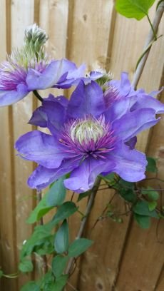 Gardening services in South Devon with an emphasis on design, rehabilitation and maintenance. Experienced, professional and reliable