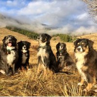 DogsOfSunValley (@dogs_valley) 's Twitter Profile Photo DogsOfSunValley (@dogs_valley) 's Twitter Profile Photo