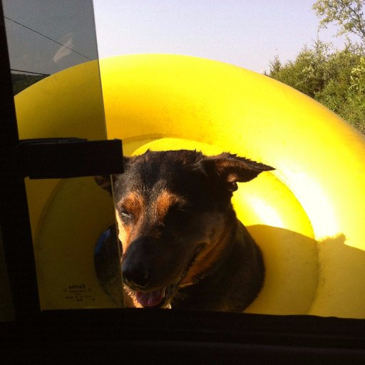 tweetdick420's profile picture. I gank meat from the meat dicks.