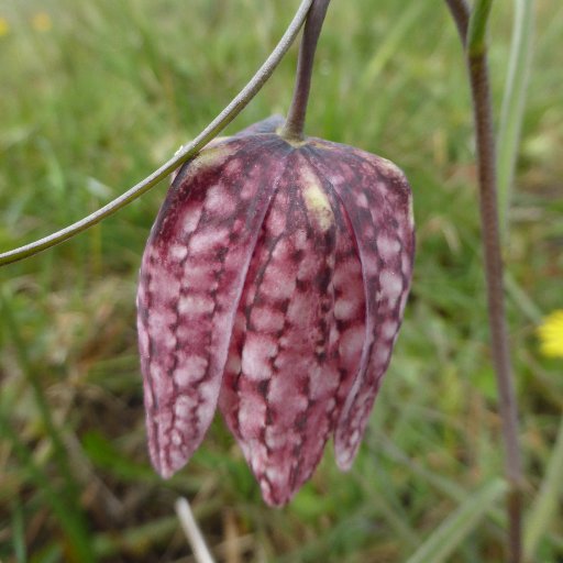 The Facilitation Funded Whiston Brook Catchment Group supports landowners in tackling diffuse pollution at a landscape scale in the Whiston Brook catchment.