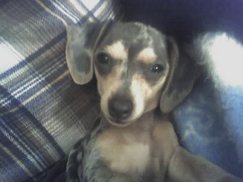 I'm a blue and tan dappled miniature dachshund puppy! And I loves to make new anipals!
