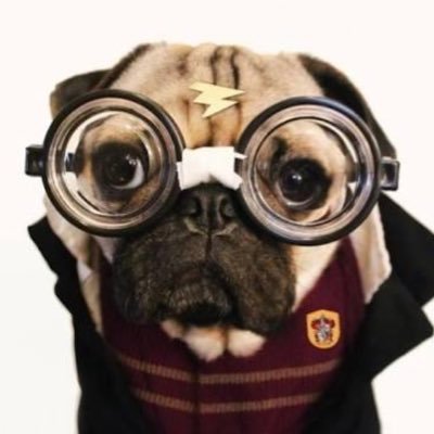 potterzandohp's profile picture. Segue lá no Instagram: Potterzando_
(foto nova todo dia) ☇❤💚💛💙☇
🚂🚃🚃🚃🚃🚃