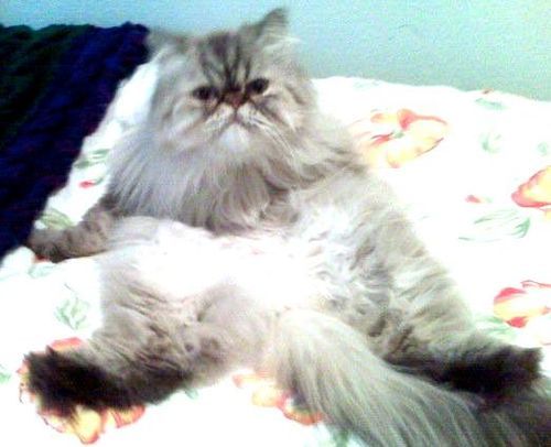 RenataPatata's profile picture. Renatav05 on Instagram